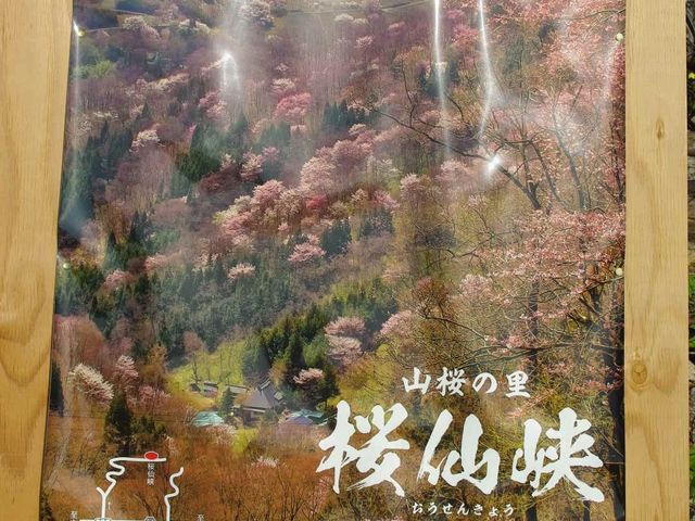 メタボ大王さんの陸郷の山桜(桜仙峡)の投稿写真1