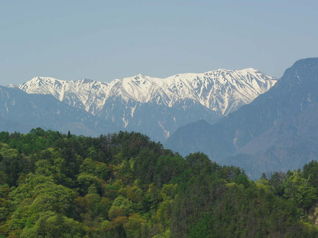 メタボ大王さんの陸郷の山桜(夢の郷エリア)の投稿写真1