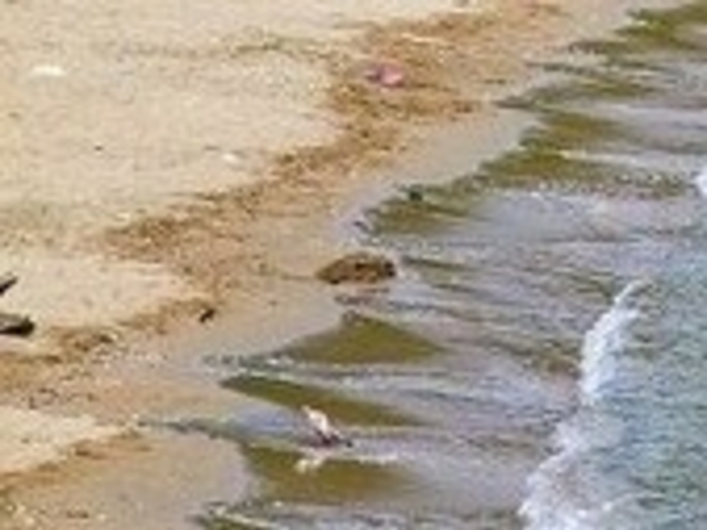 袖ケ浜海水浴場_袖ケ浜海水浴場