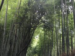 みかさんの竹林の道への投稿写真1