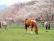 とわままさんのうらかわ優駿ビレッジ「AERU」の投稿写真2