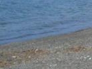 フルスピードさんの河野海水浴場の投稿写真1