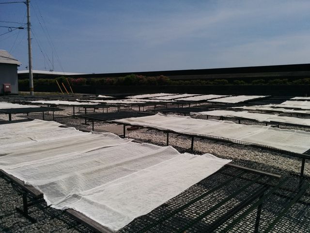晴れた日はしらす干しの作業みられるかも。_三浦屋海産