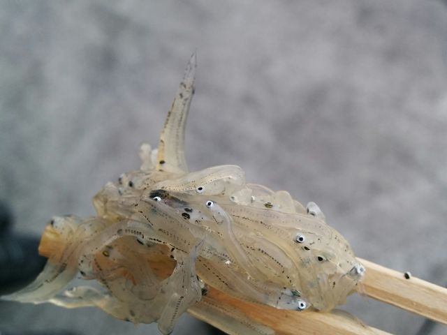 美味しすぎるドロメ。_三浦屋海産