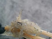 ユカリコさんの三浦屋海産の投稿写真3