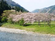 こぼらさんのせせらぎ街道の投稿写真1