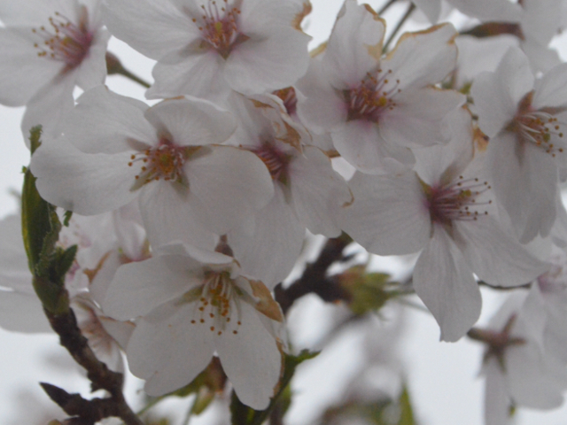 桜_西行戻しの松公園の桜