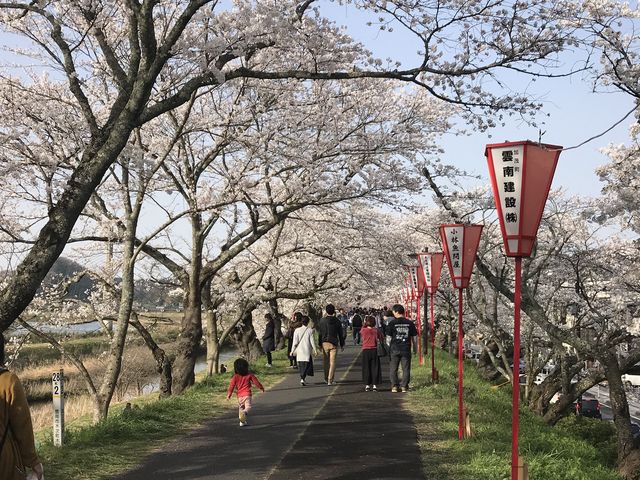 2018/3/31 撮影_斐伊川堤防桜並木