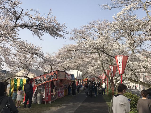 2018/3/31 撮影_斐伊川堤防桜並木