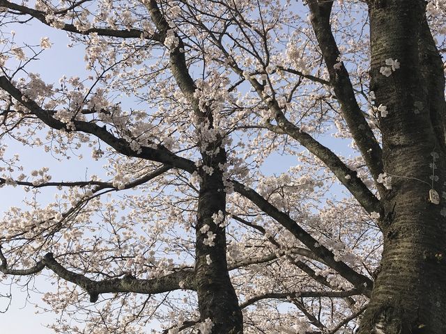 2018/3/31 撮影_斐伊川堤防桜並木
