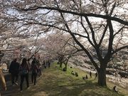 テツワンさんの斐伊川堤防桜並木の投稿写真5