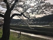 テツワンさんの斐伊川堤防桜並木の投稿写真6
