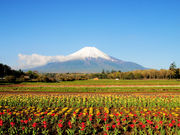 仏像さんの山中湖 花の都公園の投稿写真1
