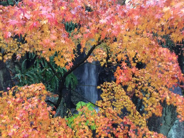 池の飛び石のところにある滝と紅葉_松山城二之丸史跡庭園
