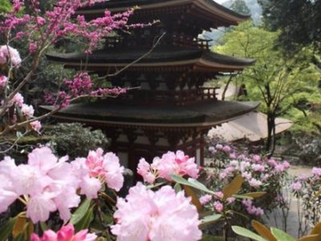 五重塔とシャクナゲ_室生寺の石楠花