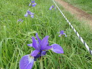 マイBOOさんの伊吹山高山植物の投稿写真1
