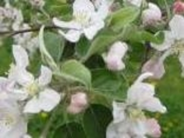 アクセルゼンカイさんの飯綱町のりんごの花の投稿写真1