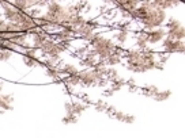 アクセルゼンカイさんの西大滝ダムの桜の投稿写真1