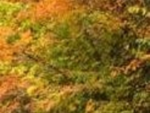 アクセルゼンカイさんの中房渓谷の紅葉の投稿写真1