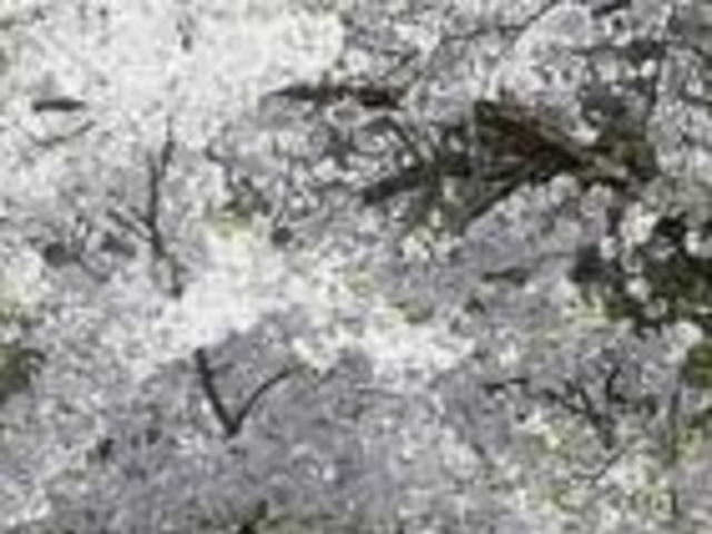 アクセルゼンカイさんの岩松院公園の桜の投稿写真1