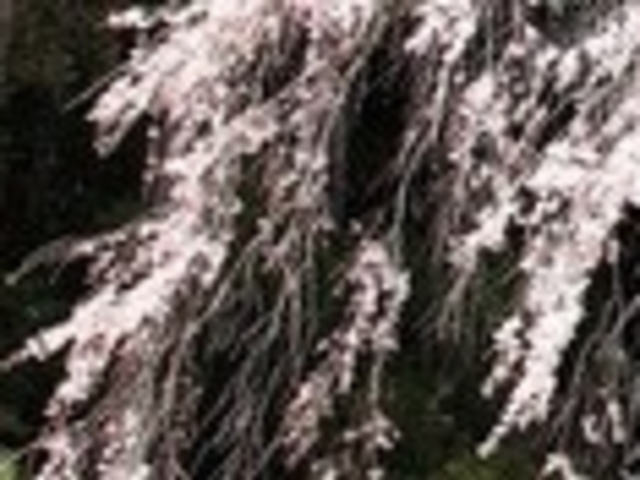 アクセルゼンカイさんの坪井のしだれ桜の投稿写真1