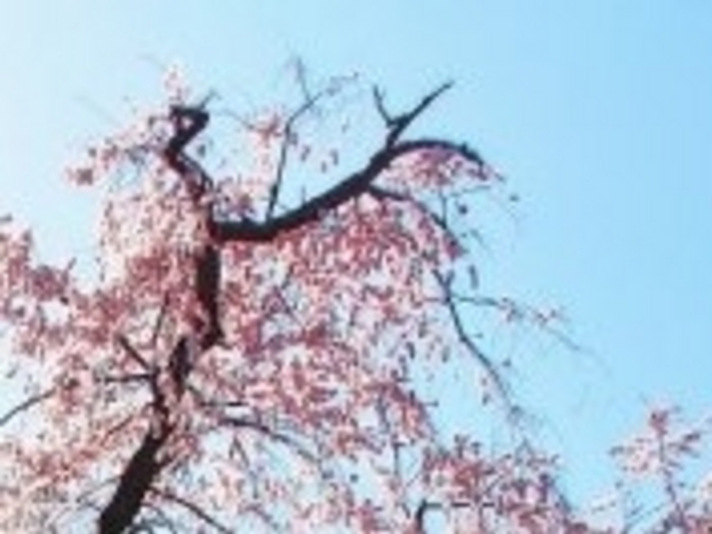 姨捨のしだれ桜_姨捨のしだれ桜