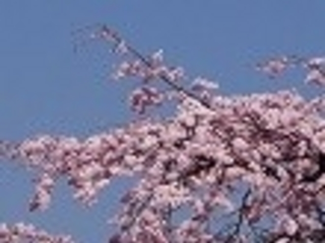 杉野野のしだれ桜_杉野野のしだれ桜(部奈さとやま自然園内)