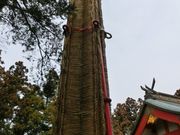 pikopikoさんの羽黒神社の投稿写真2