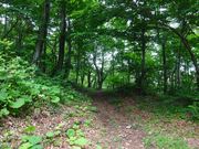 ponちゃんさんの真山遊歩道の投稿写真2