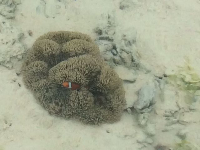 浅瀬に_水納ビーチ