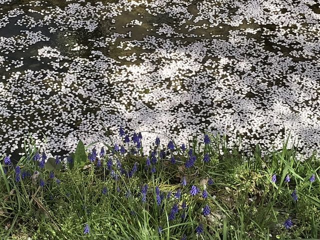 あまちゃんさんの虚空蔵谷川畔桜並木の投稿写真2