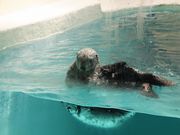 雷ちゃんさんの鳥羽水族館の投稿写真2
