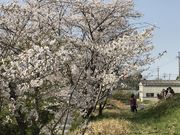 あまちゃんさんの虚空蔵谷川畔桜並木の投稿写真3