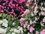 よいちさんの双松公園のバラの投稿写真1