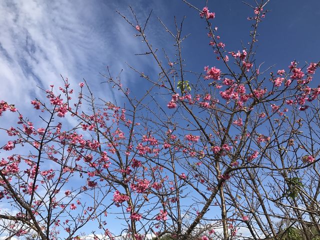 濃いピンク色の桜_八重岳の桜並木