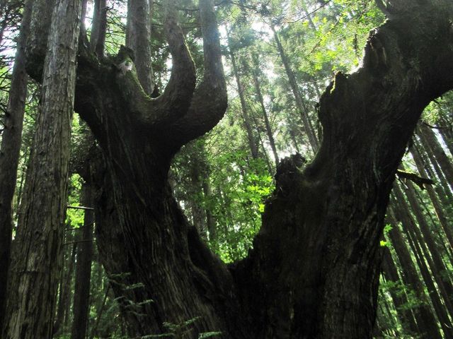 森の精でも住むかのような異次元の森_株杉