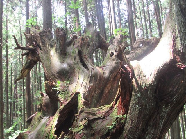 たかが老木されど老木一本、一本それぞれにに歳月の経過を思わせる_株杉