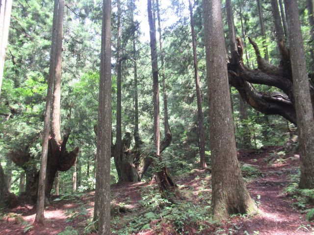 一部は朽ち果てた老木があちこちにある_株杉