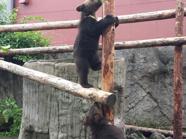 可愛いね_のぼりべつクマ牧場