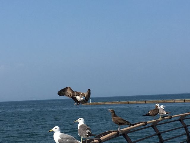 きれいな海とカモメ_七尾湾
