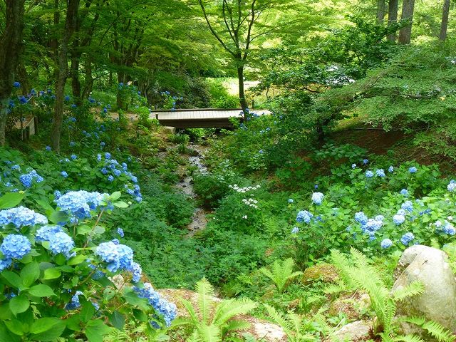 兵庫県・六甲山・ 六甲高山植物園・紫陽花広場_六甲高山植物園