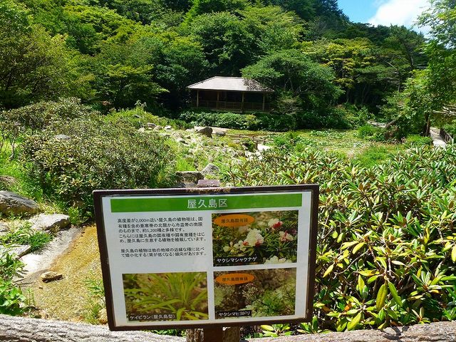 兵庫県・六甲山・ 六甲高山植物園_六甲高山植物園