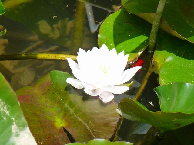 兵庫県・六甲山・ 六甲高山植物園_六甲高山植物園