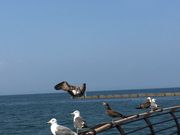 あきちゃんさんの七尾湾の投稿写真1