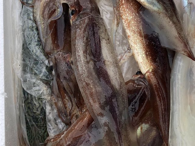 イカ12ハイ、サバ2匹の釣果でした_釣船第18金龍丸