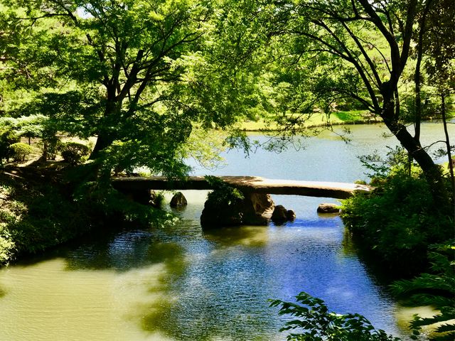 【六義園 渡月橋】渡月橋の夏_六義園 渡月橋