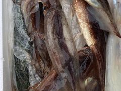りなパパさんの釣船第18金龍丸への投稿写真1