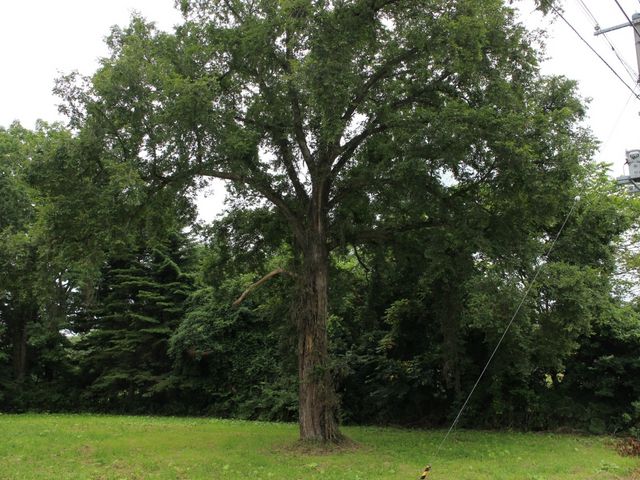 たかちゃんさんの矢沢の柏の投稿写真2