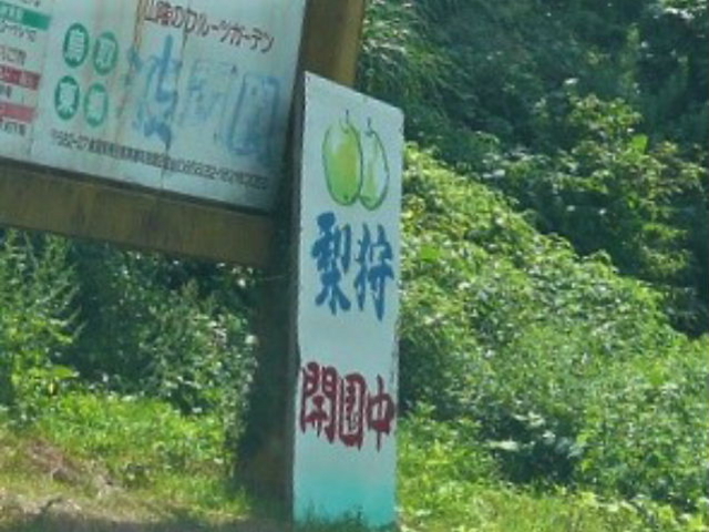 波関園で梨狩り体験_波関園