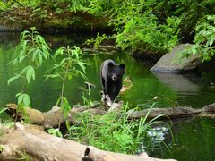 ちまきさんの五色沼自然探勝路への投稿写真1